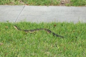 Water Moccossin also known as a \